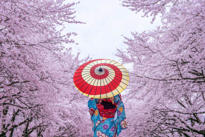Cherry Blossoms Of Japan From £3299pp >